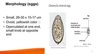  Clonorchis Sinensis: A Tiny Liver Fluke That Can Pack a Punchable Punch!