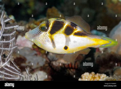  Filefish!  These Colorful Fish Can Mimic Other Species – A Fascinating Look into Their Deceptive Habits