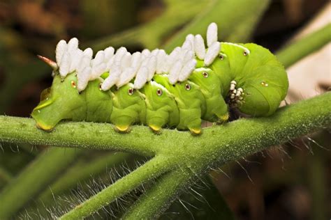  Hormworm: One Tiny But Mighty Creature That Exhibits Both Exquisite Camouflage And A Voracious Appetite!