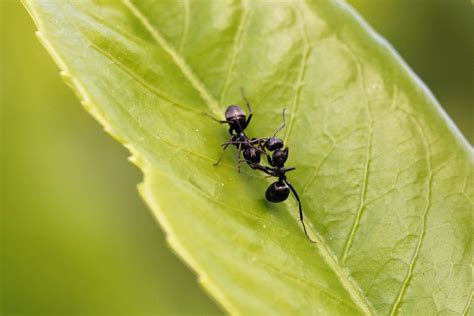  Lasius Niger: Một kiến đen nhỏ bé nhưng có khả năng hợp tác đáng kinh ngạc!