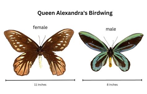  Questing for Knowledge! Unveiling the Enigmatic World of the Queen Alexandra's Birdwing Butterfly