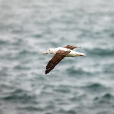  Albatross - Con Chim Biển Bay Lững Lờ Trên Không Gian Bao La Và Tầm Săn Mồi Siêu Phàm