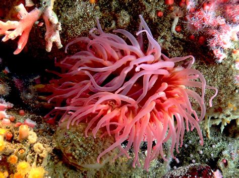  Anemones: Những Con Sứa Im Lặng Có Mũi Tên Rất Khủng Khiếp!