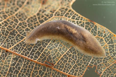   Arrhabdoides! Một loài giun dẹp nước ngọt với khả năng tái sinh đáng kinh ngạc và hình dáng thon dài kỳ lạ