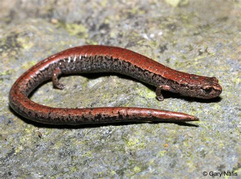  Batrachoseps! This Tiny Salamander Is the King of Cool Hiding Spots