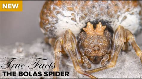  Bolas Spider: An Ambush Predator That Spins Sticky Silk Traps Like an Acrobatic Master!