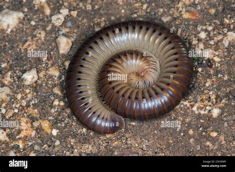  Bristle Millipede: A Tiny Defender Sporting Thousands of Legs and Armored Plates!