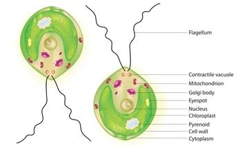  Chlamydomonas: Một sinh vật đơn bào di chuyển bằng roi và có khả năng tự dưỡng như thực vật!