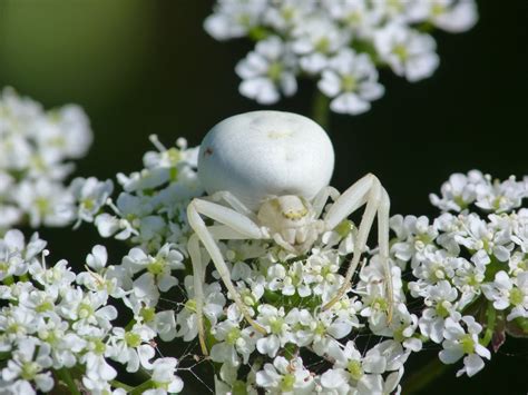  Crab Spider: Its Tiny Claws Grip Tightly onto Flowers While its Camouflaged Body Blends Seamlessly with the Petals!