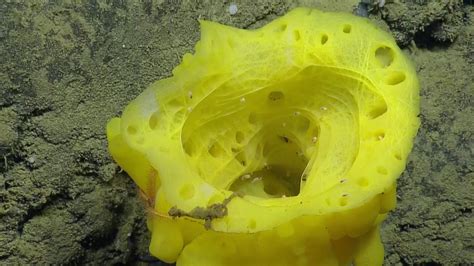  Eunice!  A Magnificent Marine Sponge That Lives Life on Its Own Terms