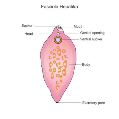  Fasciola Hepatica: A Tiny Liver-Loving Tenant That Makes Its Home Inside You!