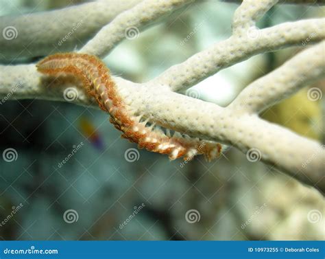  Fireworm –  A Fiery Wonder that Crawls through Coral Reefs!