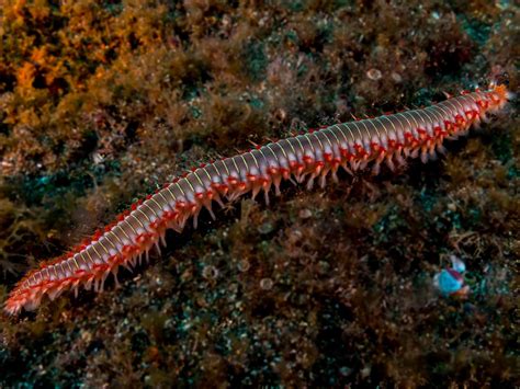  Flatworms! Curious Creatures with Strikingly Segmentated Bodies