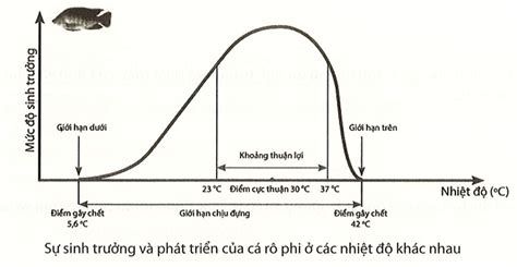  Ghép Nấm - Loài Động Có Khả Năng Thay đổi Hình Dạng Theo Muốn!