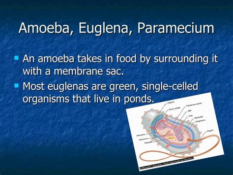  Heteronema:  A Single-Celled Mastermind With Whips That Dance and Devour!