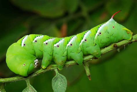  Hormworm! Its Vivid Colors Remind Us Of Stained Glass Windows While Its Voracious Appetite Makes It A Garden Nemesis