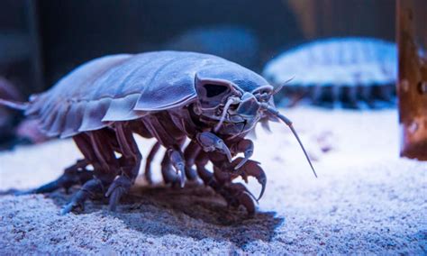  Isopod: The Armor-Plated Underwater Daredevil Who Lives In Everything From Caves To Corals!