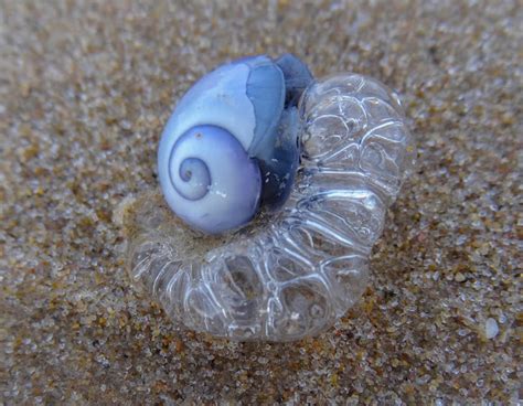  Janthina: A Tiny Snail With an Enormous Appetite for Jellyfish