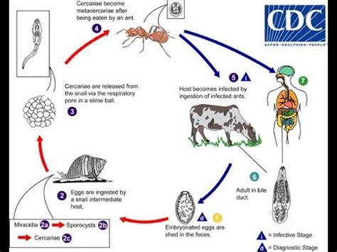  Japanese Lancet Liver Fluke:  A Tiny Parasite With A Surprisingly Complex Life Cycle!