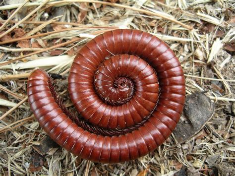  Juliform Millipede: A Creature With Thousands of Legs Hiding Under the Leaves!