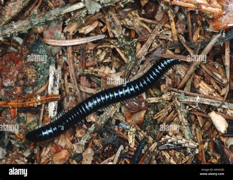  Juliform Millipede: A Tiny Terrifying Titan That Terrorizes Twigs and Tramples Through Turf!