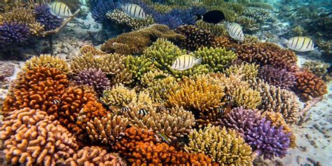  Khối Đá Corals: Những Vua Ngầm Cương Đại Có Bụng Đói Khó Chịu!