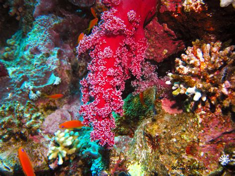  Klunzinger's Carpet Coral: A Masterpiece of Colorful Tentacles Hiding a Voracious Appetite!