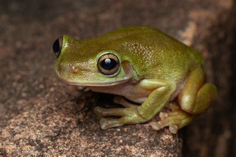  Litoria! A Tiny Tree-Dwelling Frog With Astonishing Adaptations for Survival in the Australian Outback