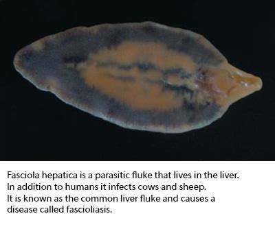  Liver Fluke: A Parasitic Wonder That Calls Your Bile Ducts Home!