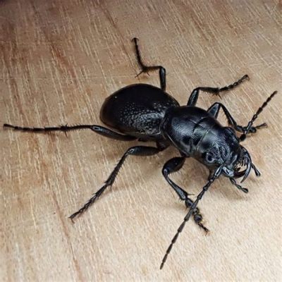  Mangrove Tiger Beetle: A Tiny Terror Stalking Salt Marshes with Razor-Sharp Jaws!