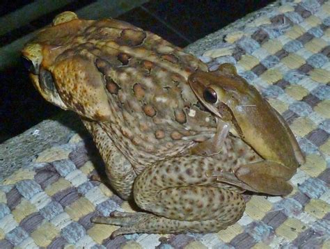  Mangrove Toad: A Master Of Camouflage With Astonishing Breeding Habits!