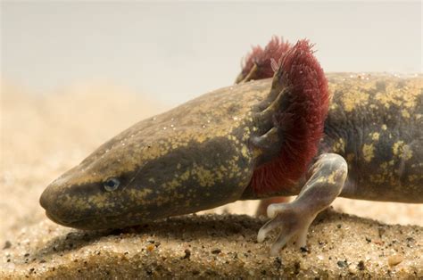  Mudpuppy: A Salamander with Feathery Gills that Thrives in Freshwater Environments!