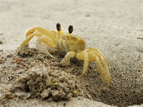  Nematocarcinus!  The Ghost Crab That Crawls Through the Deep Sea