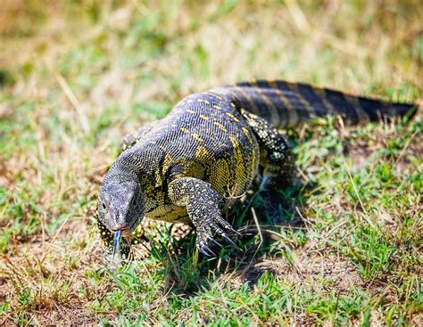  Nile Monitor! A Reptile Renowned for Its Powerful Jaws and Remarkable Camouflage Abilities