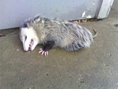  Opossum! The Amazingly Resilient Marsupial That Plays Dead Like A Champion