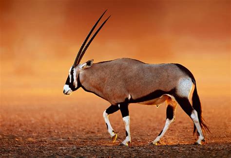  Oryx! Những Kẻ Chạy Trên Cát Nóng Và Lãnh Lụa Trong Bóng Đêm