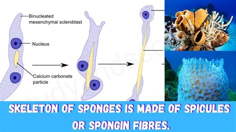  Plakina! The Remarkable Sponge With A Skeletal Framework Of Spicules For Underwater Life