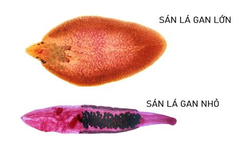  Procerovum -  Con giun sán lá gan có cấu trúc cơ thể phức tạp sống ký sinh trong ruột non của động vật có vú!