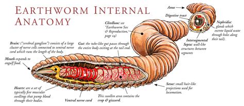  Quasigregarina -  A Parasitic Enigma Hiding Within the Guts of Earthworms!