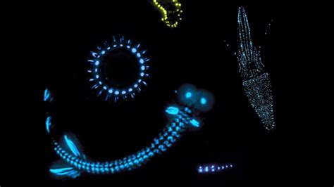  Quillwort! This Tiny Hydrozoan Creature Possesses Stunning Bioluminescence and Lives a Parasitic Lifestyle on Other Marine Organisms