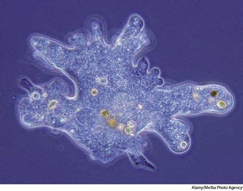  Quinquecoccus!  A Curious Amoeba That's More Than Just Single-Celled Slime