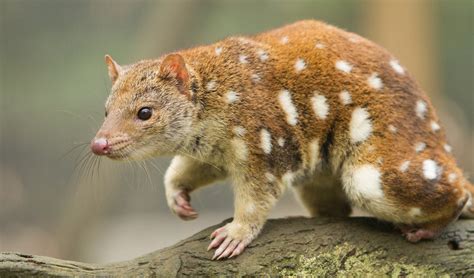  Quoll! Khám Phá Những Kẻ Săn Mồi Dữ Dội Và Bất Ngờ Luôn Lẩn Quẩn Trong Bóng Đêm