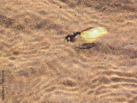  R Razor Clam! Unveiling the Mysteries of This Intriguing Bivalve Buried Beneath the Sandy Shore