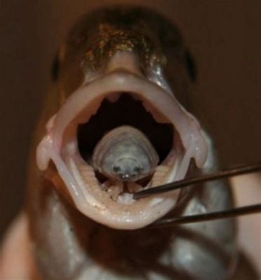  Ribothrea:  A Tiny Parasite That Makes Fish Say Yikes!