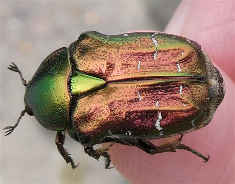  Rose Chafer! Khám phá loài bọ cánh cứng với bộ cánh óng ánh như lụa và khả năng bay lượn như nghệ sĩ biểu diễn