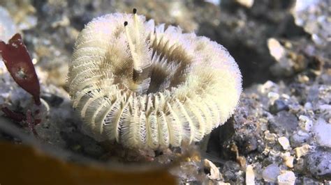  Sabellid Worm: An Unassuming Master of Tube-Building and Sediment Filtering!