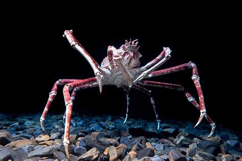  Spider Crab: Một Con Quái Vật Biển Chân Xéo Khác Thường Hoàn Toàn Nằm Ngược Ngẫu Nhiên!