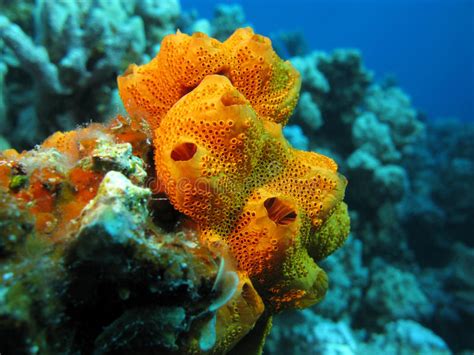  Tedania!  A Deep Dive into This Curious Sponge's Underwater Life