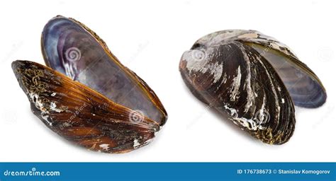  Tugai Tell-Mussel: A Bivalve Delight With Shells So Smooth, They Rival Seashells Found On Distant Shores!