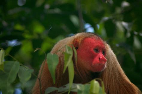  Uakari! Khám Phá Loài Khỉ Uakari Và Những Bí Ẩn Về Khuôn Mặt Đỏ Rực Của Chúng